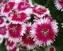 Seminte profesionale Dianthus hybrid - Garofite de gradina - imagine 49018